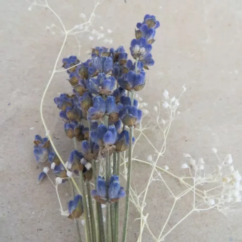 Ansteckblume Lavendel und Schleierkraut