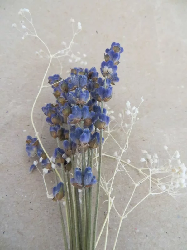 corsage lavender and gypsophila